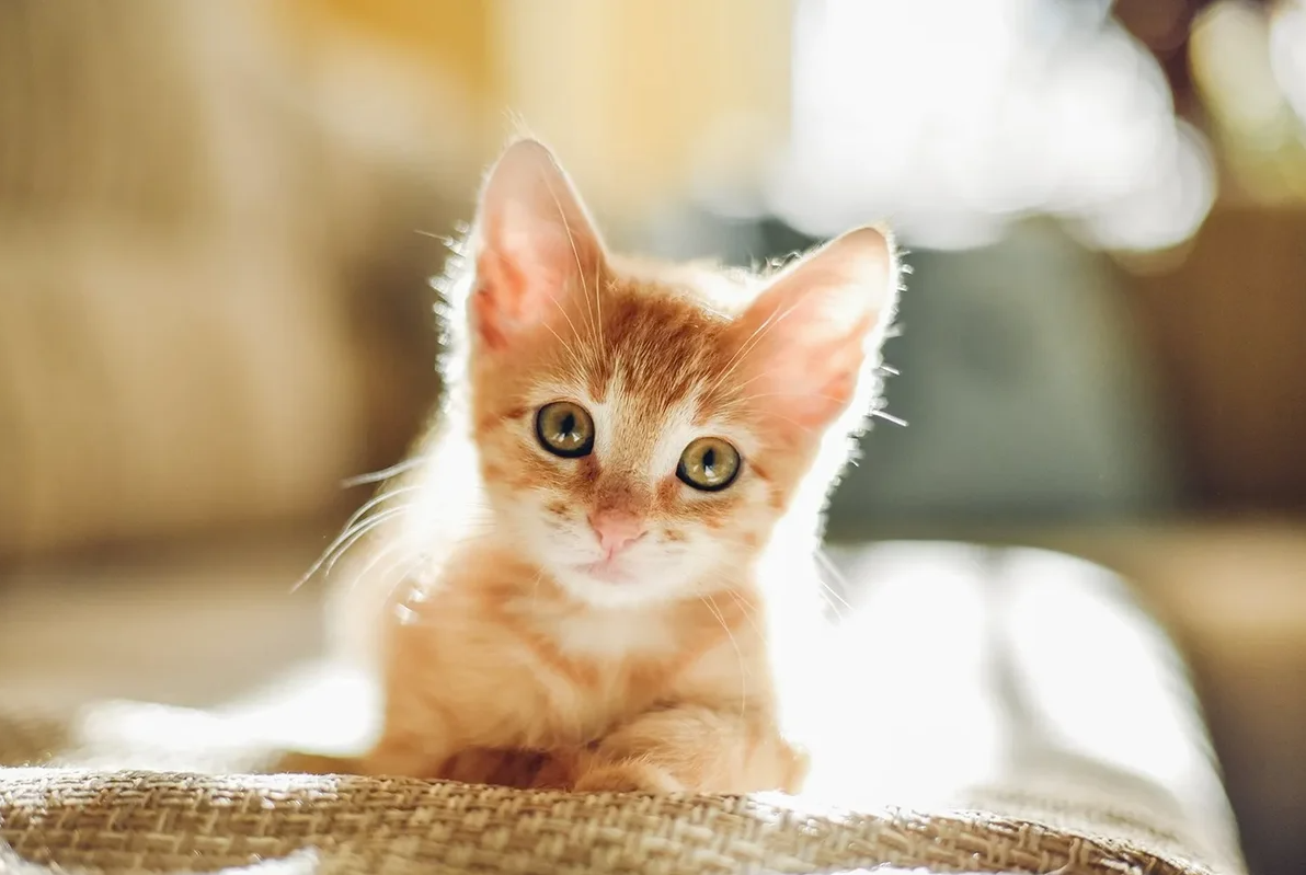 Testproduct 4 - Afbeelding 2